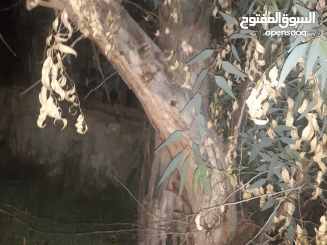 تقليم وقص الأشجار وتقطيعها