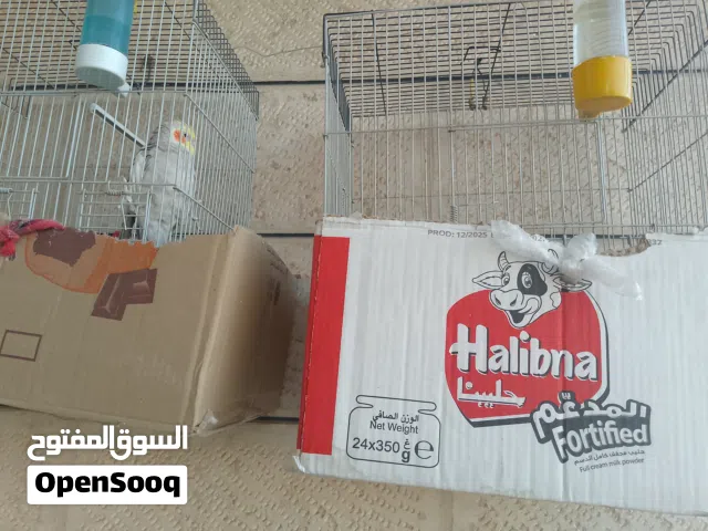 عصفور كوكتيل للبيع