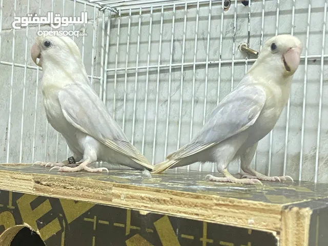 زوج روز بالد بلو