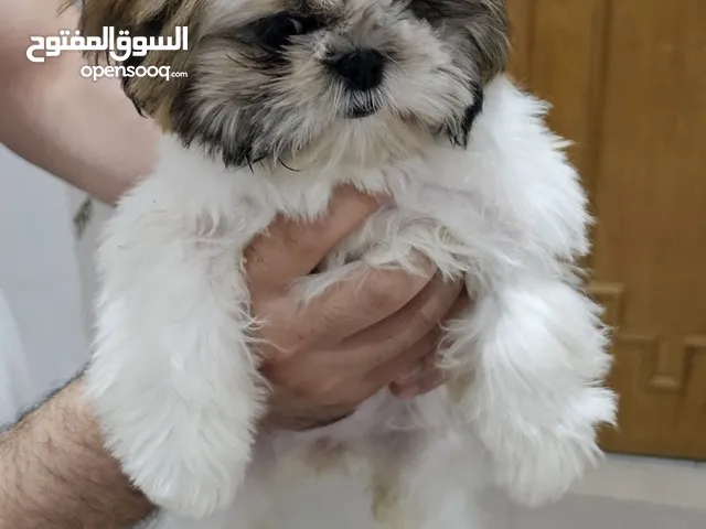 Adorable 6-Month-Old Female Shih Tzu Puppy for Sale