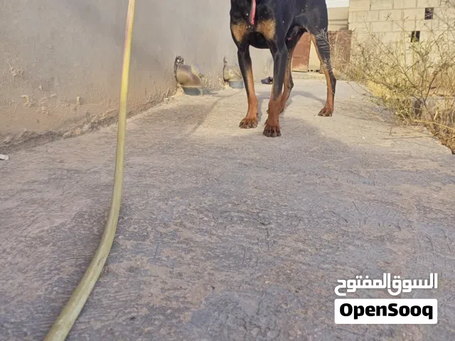 جرو دبر مان العمر 7 أشهر