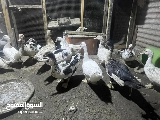 بشوش مصريه 15 تك