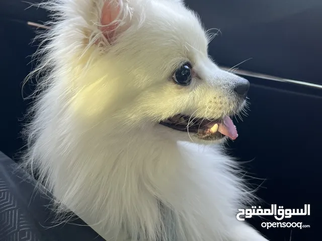 كلب بوميرينيان مطعم / مدرب / مع مايكروشيب