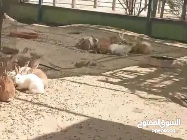 للبيع ارانب بلديه مولوده بلبر عددهم ثنين انتجو عندي لين صارو فوق 50 شرط الصحه شرط النضافه الارنب