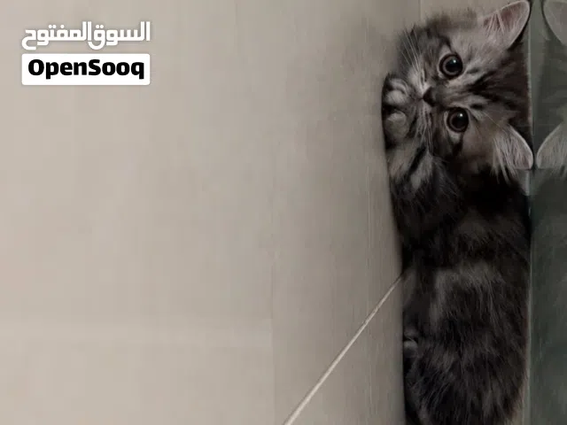 قطط للبيع بصحه ممتازه ويحبون يلعبون  مدربين على اللتر بوكس السعر20وقابل للجاد فقط