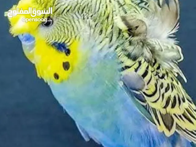 ثلث جواز حب. هوجو اجمل الالوان سعر حرق نار جوزين تحتهم بيض والثالث بجهز للبيض