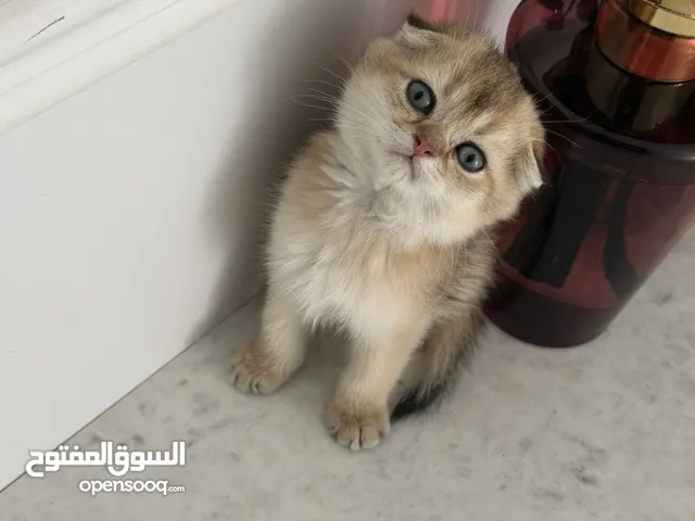 سكوتش ستريت وفؤاد قولد