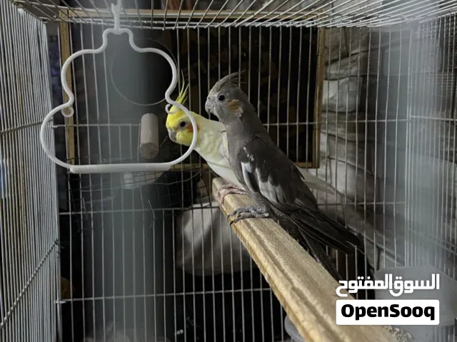 كوكتيل زوج للبيع بيعه مستعجله ضروري لوصف