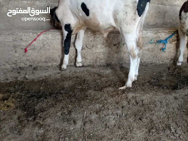 عجل العمر 7شهور مفتول لحم قطعه نخب اول