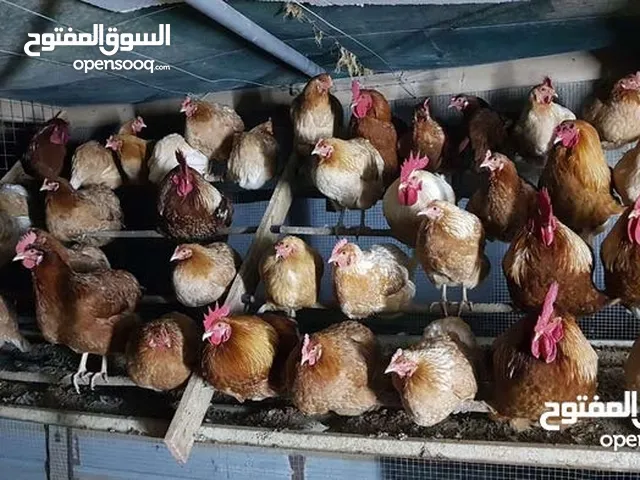دجاج لوهمان براون السلالة الالمانية البزرة الاصلية