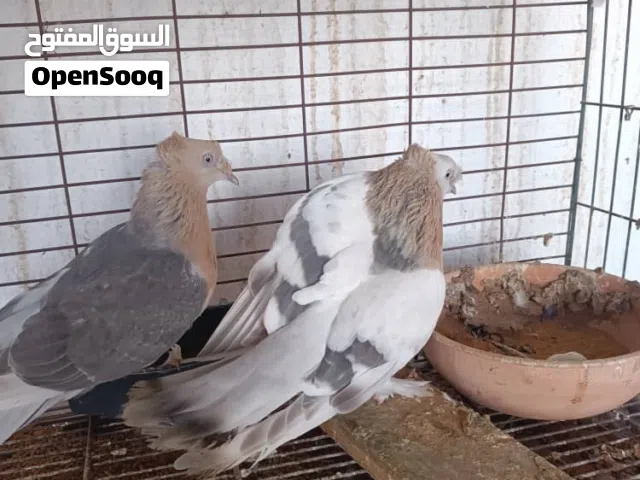 كوبيه تكلا