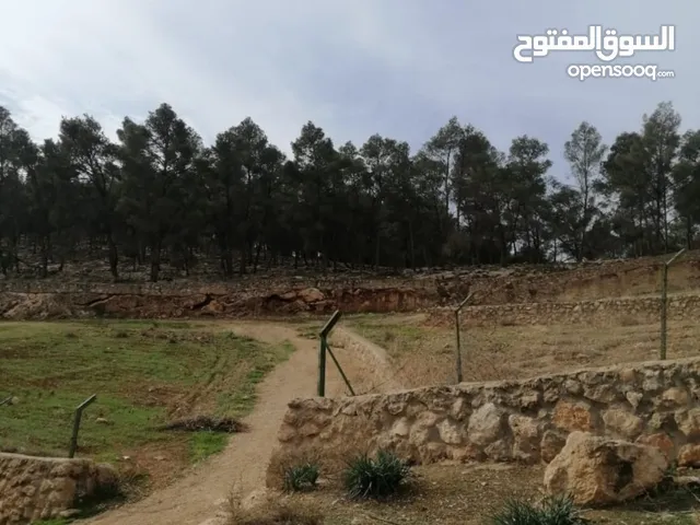 ارض للبيع السليحي منطقة مزارع وحرش من جهتين