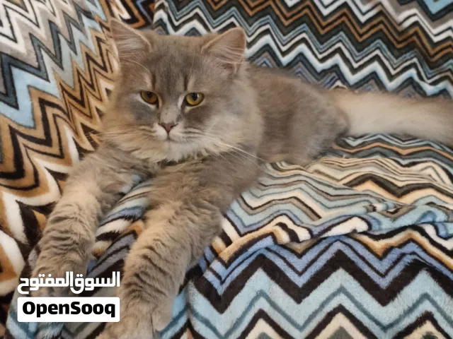 British Long Hair male Blue Colour