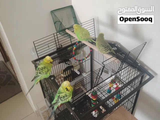 طيور بادجي انجليزي  - ENGLISH BUDGIES