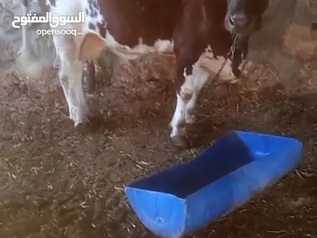 اضحية للبيع بل صلى الله على النبي