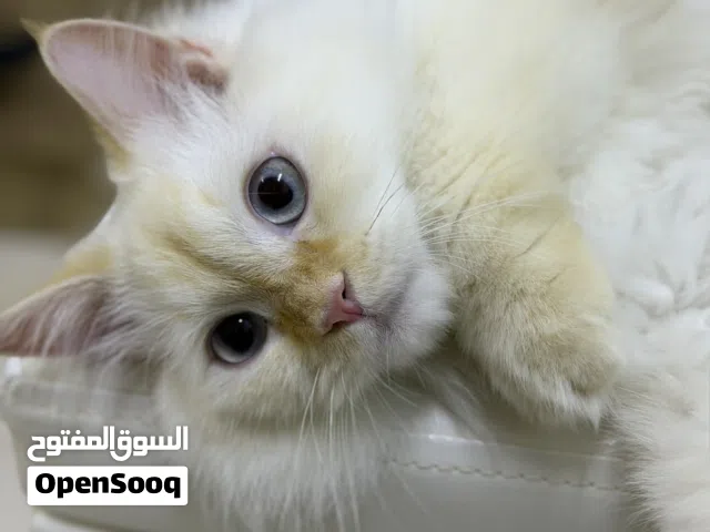 قط ذكر همالايا كريم بوينت للبيع