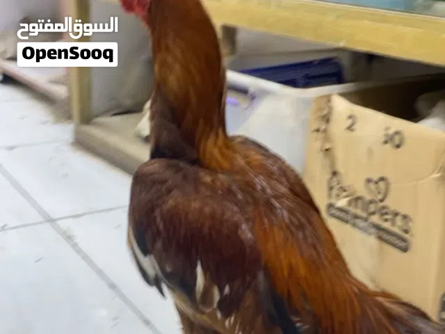 ديك ميوالي