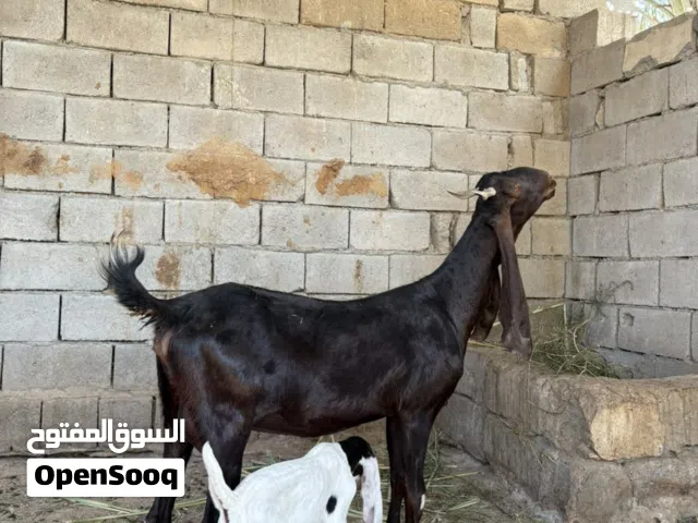 صخله كاموري اول بطن خشنه كلش وراهه فحل بكري
