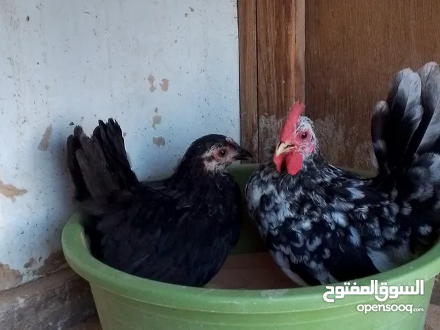 كوبيه كيني ماشاءالله للبيع