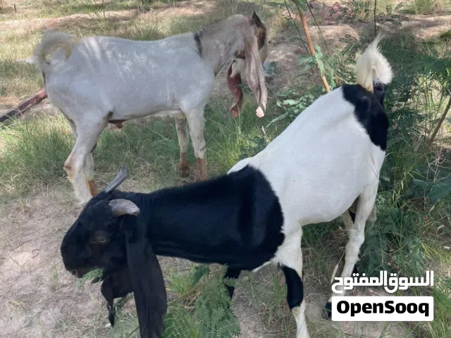 للبيع تيوس باكستاني الوصف لا هنت