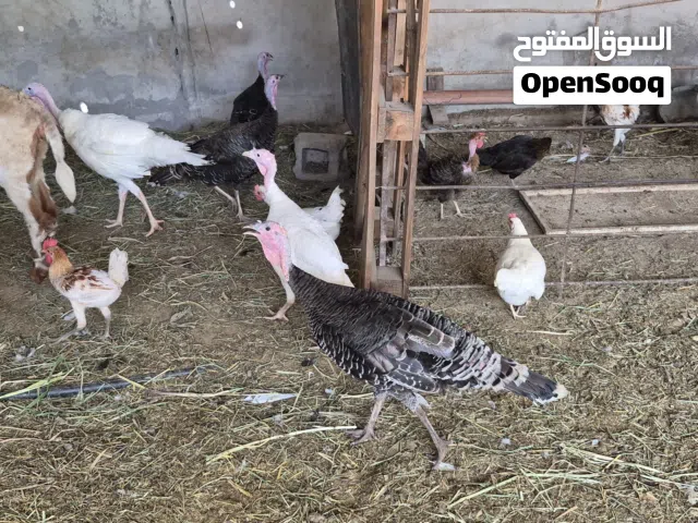 دجاج رومي منتج