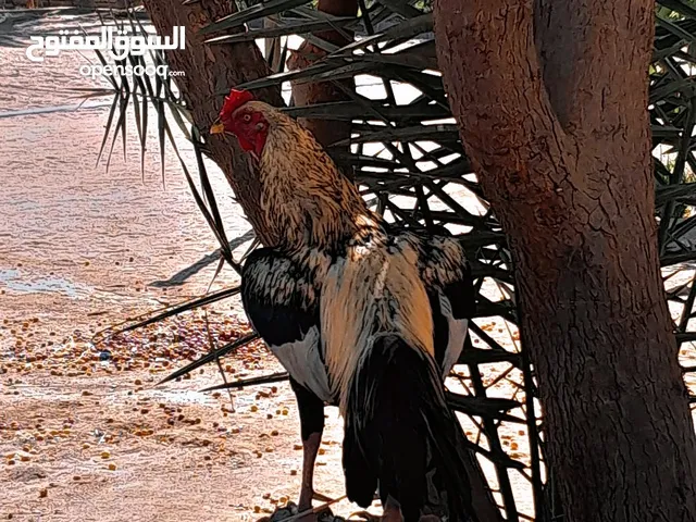 سالم الرديني
