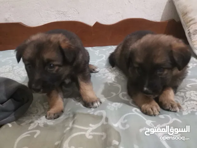 كلاب جرمن انثي 45 يوم