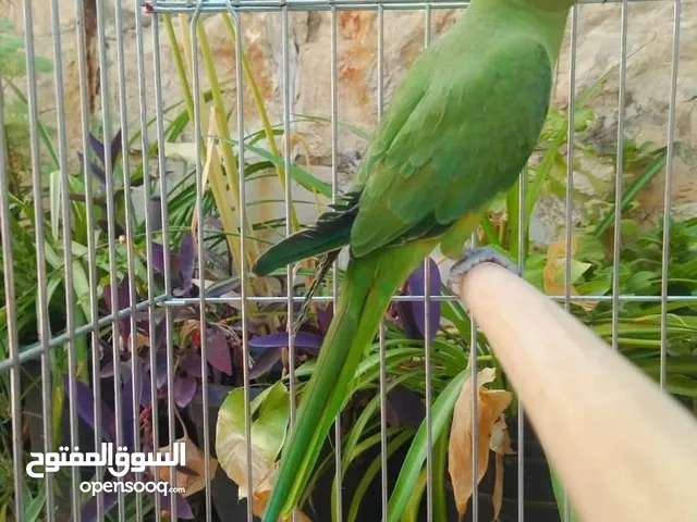 ببغاء دره مشاء الله عليه