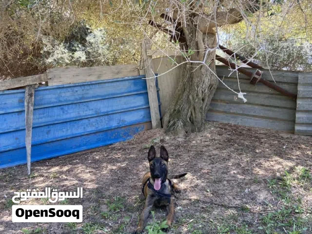 جروة ملينوا