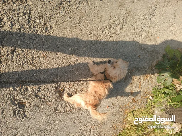 كلب البيع فرنجي