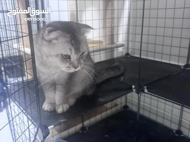 قطه ..سكوتش..انثى.. العمر سنه وشهرين اليفه جدا..