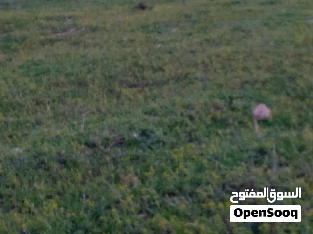 Farm Land for Sale in Nabeul Other