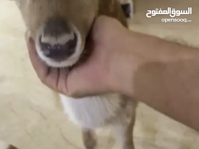 الله يبارك ذكر غزال ايل ترويض فل الفل تفرجو على الفيديو واذكرو الله