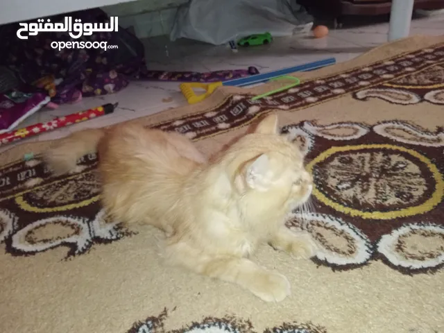قط شيرازي اقرؤا الوصف