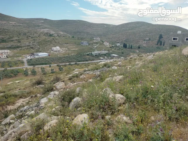 نمر مميزة للبيع