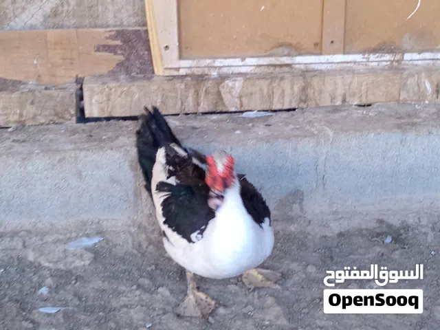 بط ذكر العدد 1