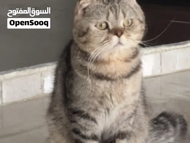 ذكر سكوتش فولد للبيع