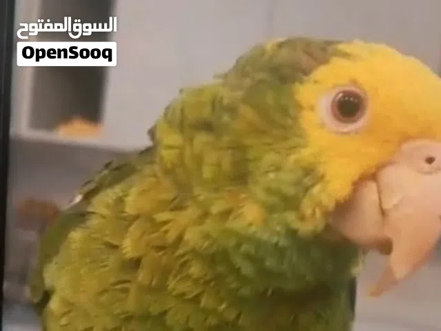 بغبغا امازون بلو فرننتد درجه ثالثه لطيف ومربى فرخ اخوانه انباعو وجالس وحيد يبي شخص ي