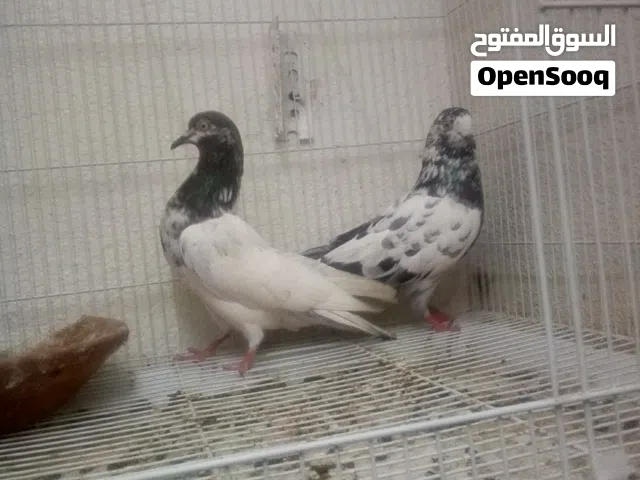 حمام للبيع