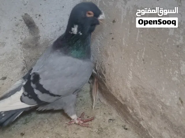 جواز زق للبيع