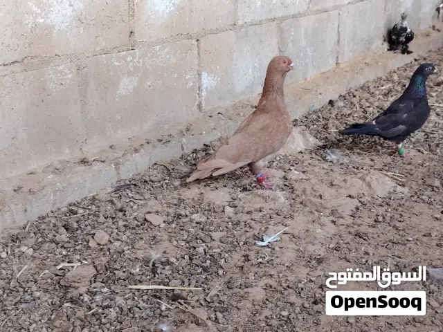 للبدل على بلديات
