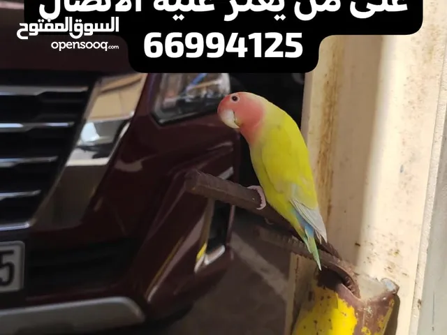 طير روز مفقود يرجى الاتصال