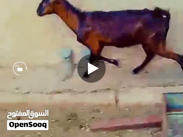 عنز البينو