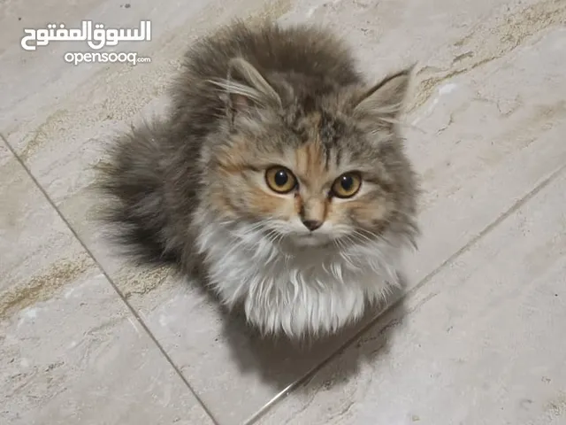 قط شيرازي للبيع