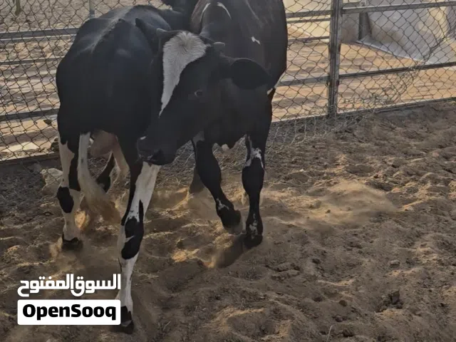 عجول تربيه المزرعه