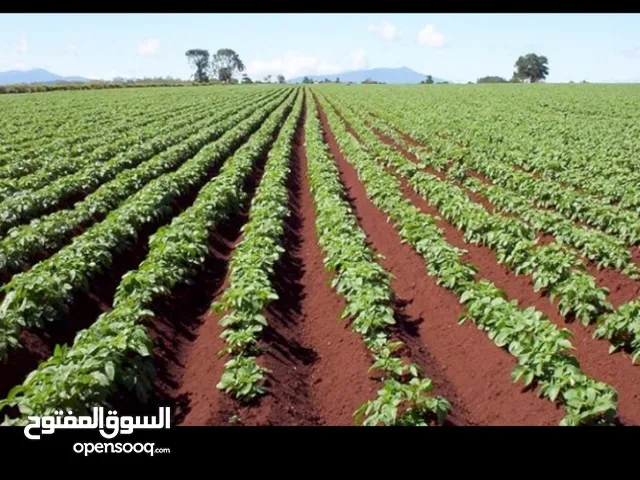 Farm Land for Sale in Monufia Quesna