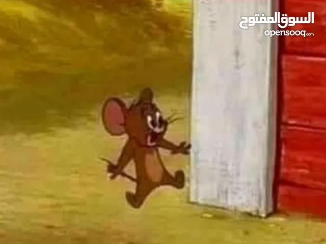 Ali