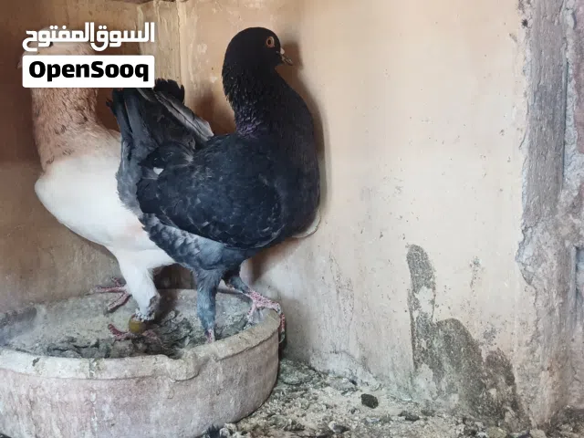 جوز رياحني علا مالتيز