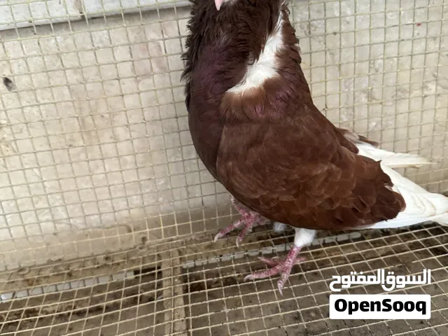 حمام أبو فوطه