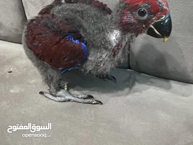 Eclectus Female with Vosmaeri Genes Local Very Rare!